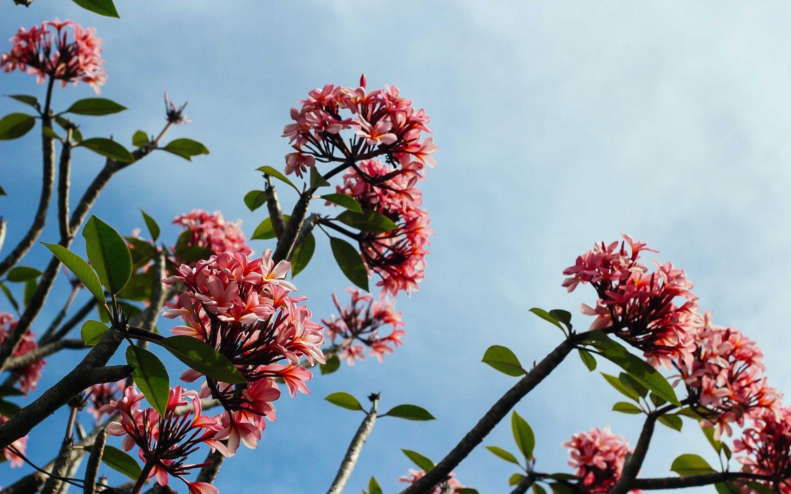 Pink plumeria blossoms against a blue sky