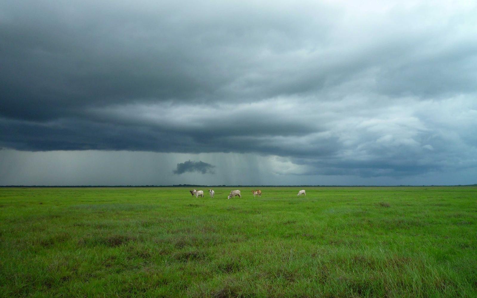 Cattle grazing on a vivid green plain under storm clouds